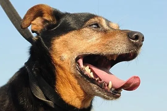 Makrela,  czyli kot w psiej skórze :) adopcja