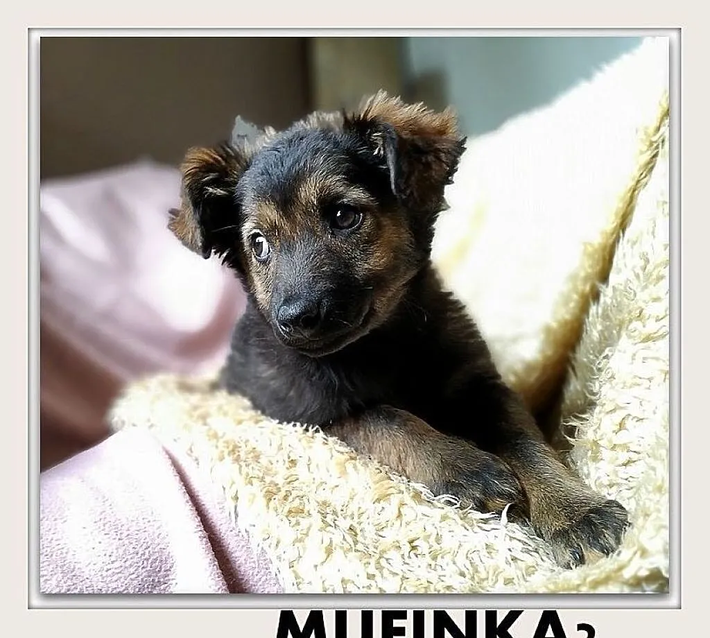 MUFINKA2, Śląskie, Katowice