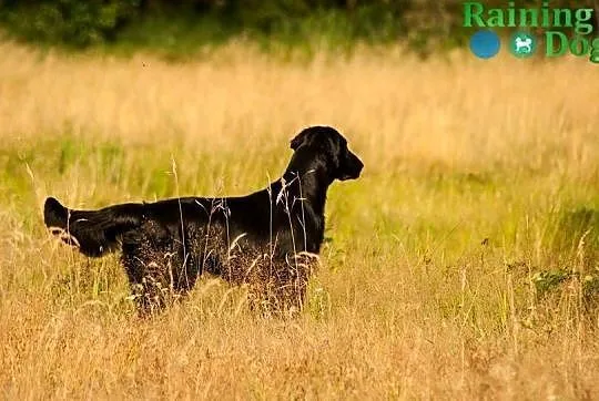 Flat Coated Retriever - odbiór 25-27 kwiecień 2025, Małopolskie, Mników