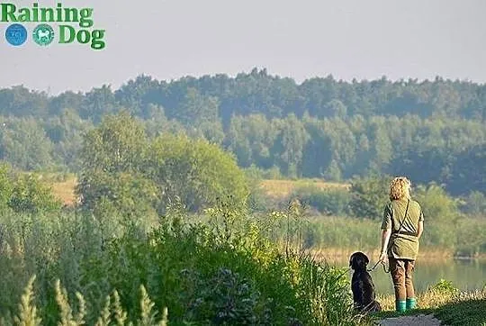 Flat Coated Retriever - odbiór 25-27 kwiecień 2025, Małopolskie, Mników