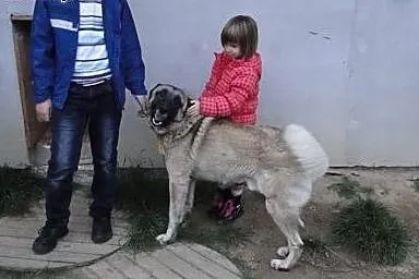 Pies w typie owczarka anatolijskiego szuka nowego 