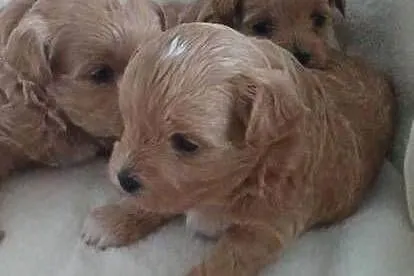 Szczenięta Maltipoo