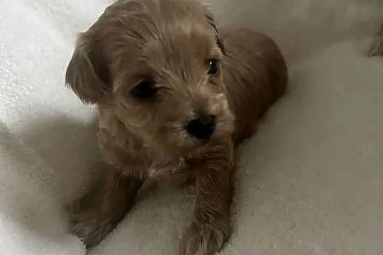 Szczenięta Maltipoo, Małopolskie, Gorlice