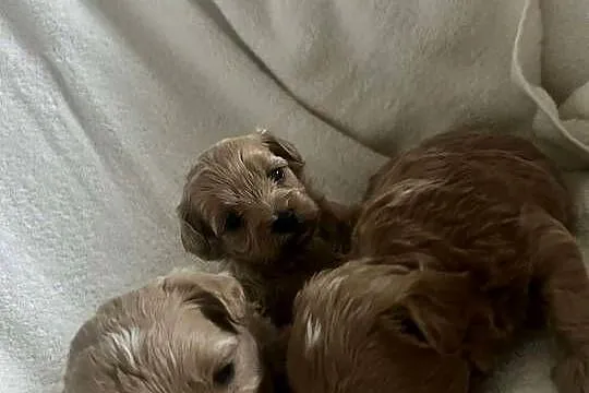 Szczenięta Maltipoo, Małopolskie, Gorlice