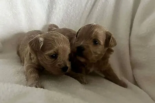 Szczenięta Maltipoo, Małopolskie, Gorlice