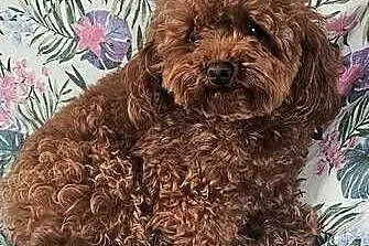 Szczenięta Maltipoo, Małopolskie, Gorlice