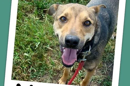 Delikatna,grzeczna,przekochana suczka NAVTI, 16 kg, 1,5 roku_Adopcja_