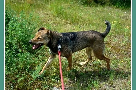 Delikatna,grzeczna,przekochana suczka NAVTI, 16 kg