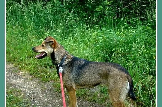 Delikatna,grzeczna,przekochana suczka NAVTI, 16 kg
