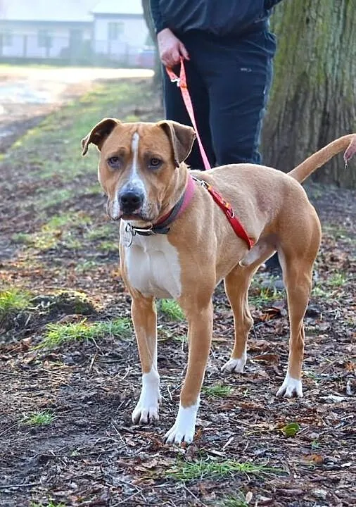 RUDZIK amstaff dla aktywnych szuka domu SZCZECIN