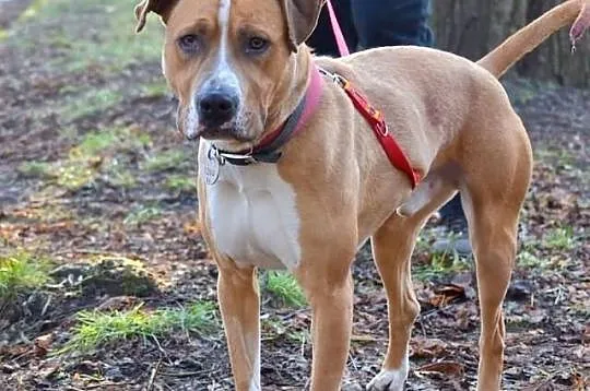RUDZIK amstaff dla aktywnych szuka domu SZCZECIN