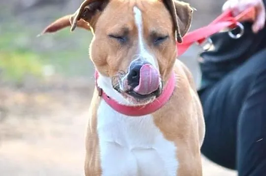 RUDZIK amstaff dla aktywnych szuka domu SZCZECIN