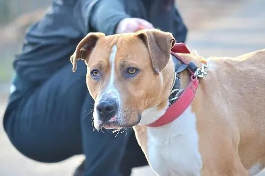 RUDZIK amstaff dla aktywnych szuka domu SZCZECIN