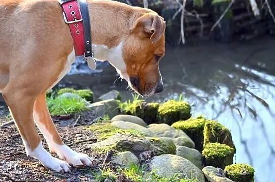 RUDZIK amstaff dla aktywnych szuka domu SZCZECIN