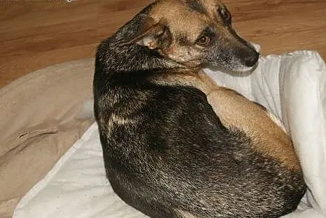 Blanka - domowa, bezproblemowa suczka spragniona m