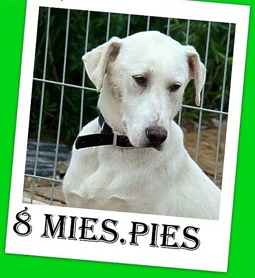 8 mies.duży,dog,labrador mix,łagodny,przytulaśny.A