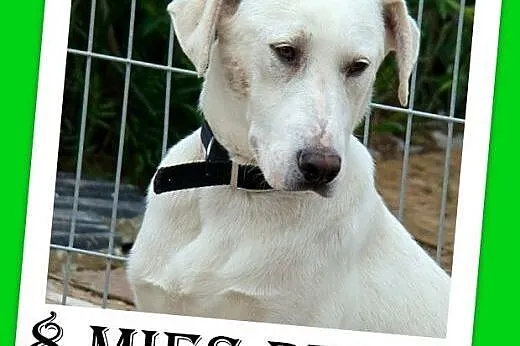 8 mies.duży,dog,labrador mix,łagodny,przytulaśny.A
