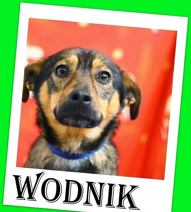 WODNIK-średni,delikatny,łagodny przerażony schroni