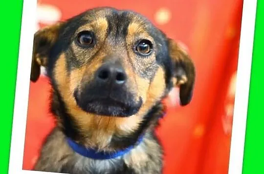 WODNIK-średni,delikatny,łagodny przerażony schroniskiem piesek.ADOPCJA