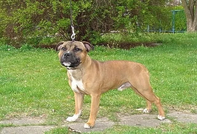 Staffordshire bull terrier