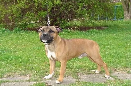Staffordshire bull terrier