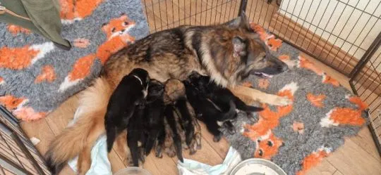 Beeindruckender, riesiger Schäferhund-Rüde (Langhaar, schwarz-loh/black & tan), , Ludwikowice Kłodzkie