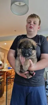 Beeindruckender, riesiger Schäferhund-Rüde (Langhaar, schwarz-loh/black & tan), , Ludwikowice Kłodzkie