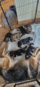 Beeindruckender, riesiger Schäferhund-Rüde (Langhaar, schwarz-loh/black & tan), , Ludwikowice Kłodzkie