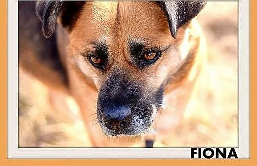 FIONA,średnia,łagodna,spokojna suczka gładkowłosa.