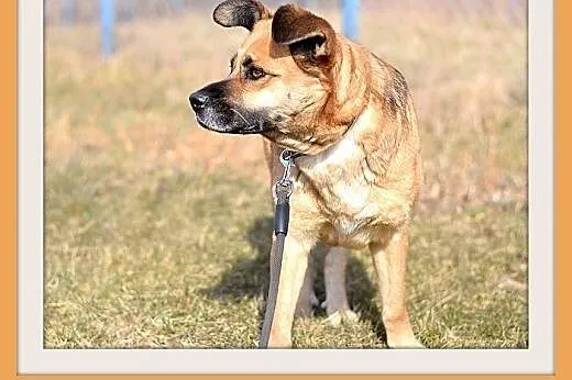 FIONA,średnia,łagodna,spokojna suczka gładkowłosa.