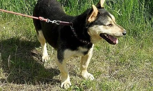 Frodo pieszczoch szuka domu - POMÓŻ, małopolskie
