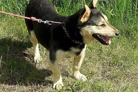 Frodo pieszczoch szuka domu - POMÓŻ,  małopolskie 