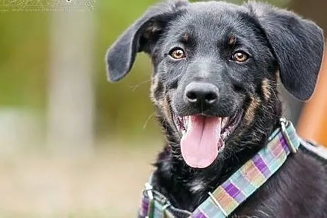 POLO - kochany 3 mies. SZCZENIAK do adopcji - ENERGICZNY  wulkan MIŁOŚCI,  małopolskie Kraków