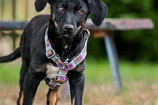 POLO - kochany 3 mies. SZCZENIAK do adopcji - ENER