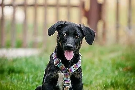 POLO - kochany 3 mies. SZCZENIAK do adopcji - ENER