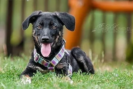 POLO - kochany 3 mies. SZCZENIAK do adopcji - ENER