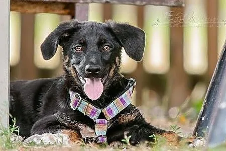 POLO - kochany 3 mies. SZCZENIAK do adopcji - ENER