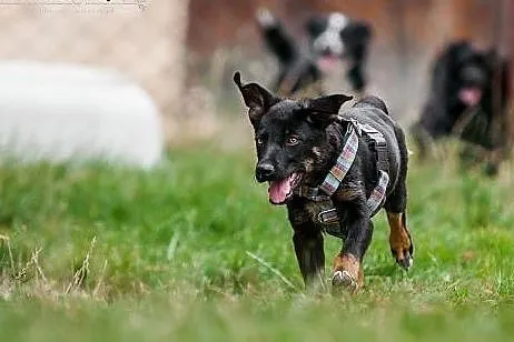 POLO - kochany 3 mies. SZCZENIAK do adopcji - ENER