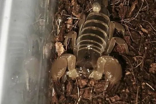 Scorpio maurus Skorpion pustynny, Dolnośląskie, Wałbrzych