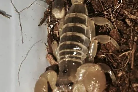 Scorpio maurus Skorpion pustynny, Dolnośląskie, Wałbrzych