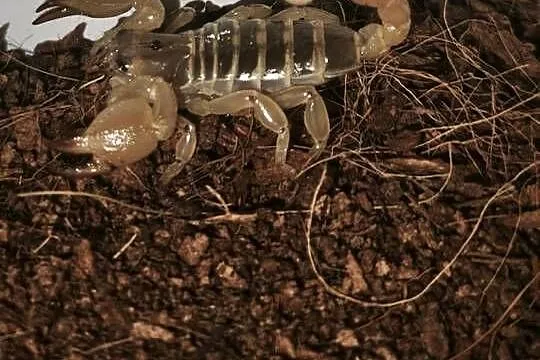 Scorpio maurus Skorpion pustynny, Dolnośląskie, Wałbrzych