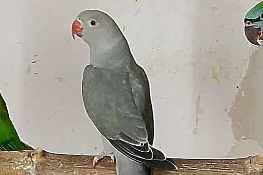 Aleksandretty obrożne, Opolskie, Strzeleczki