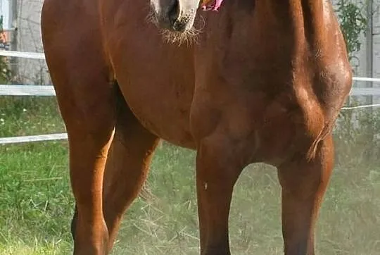 Roczny ogier holsztynski BRAVE BOY, , Bukówek