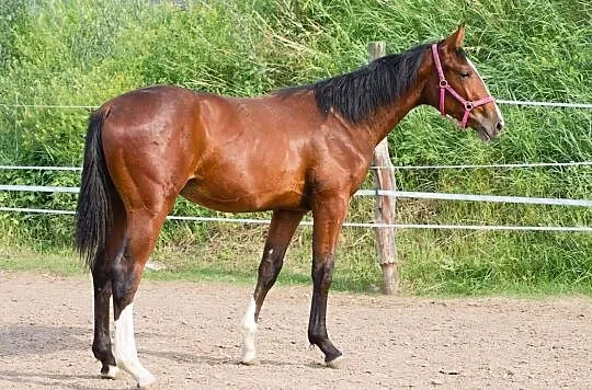 Roczny ogier holsztynski BRAVE BOY, , Bukówek