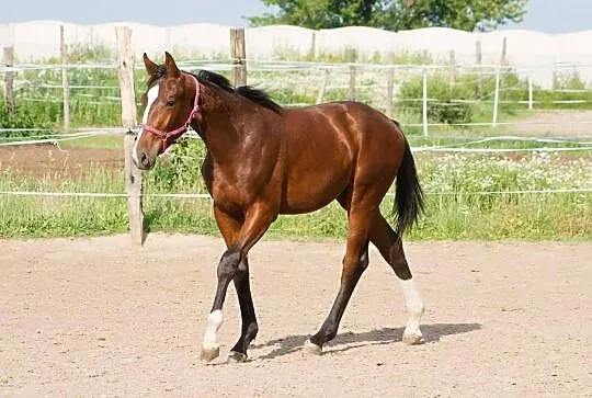 Roczny ogier holsztynski BRAVE BOY, , Bukówek