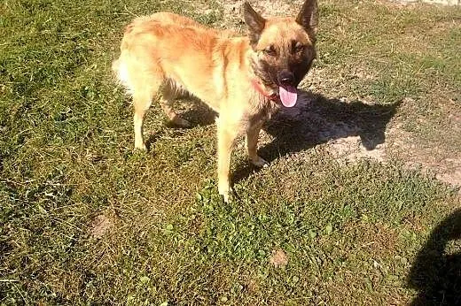 Wesoły Pluto szuka dobrego domu,  łódzkie Łódź