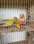 Rudosterki para lęgowa z 2019 roku. Suncheek- Diulit POLECAM