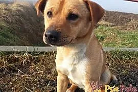 WAMPI-fajniutki, miły, mały słodki psiak szuka domu, adopcja