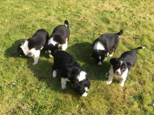 Nasz border collie ma miot 5 szczeniąt – 3 pieski i 2 suczki., , Krasówka