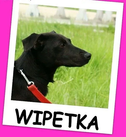 Mała 8 kg czarna sunia WIPETKA,przekochana,przytul